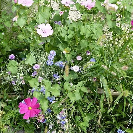 Acanthes & Provence